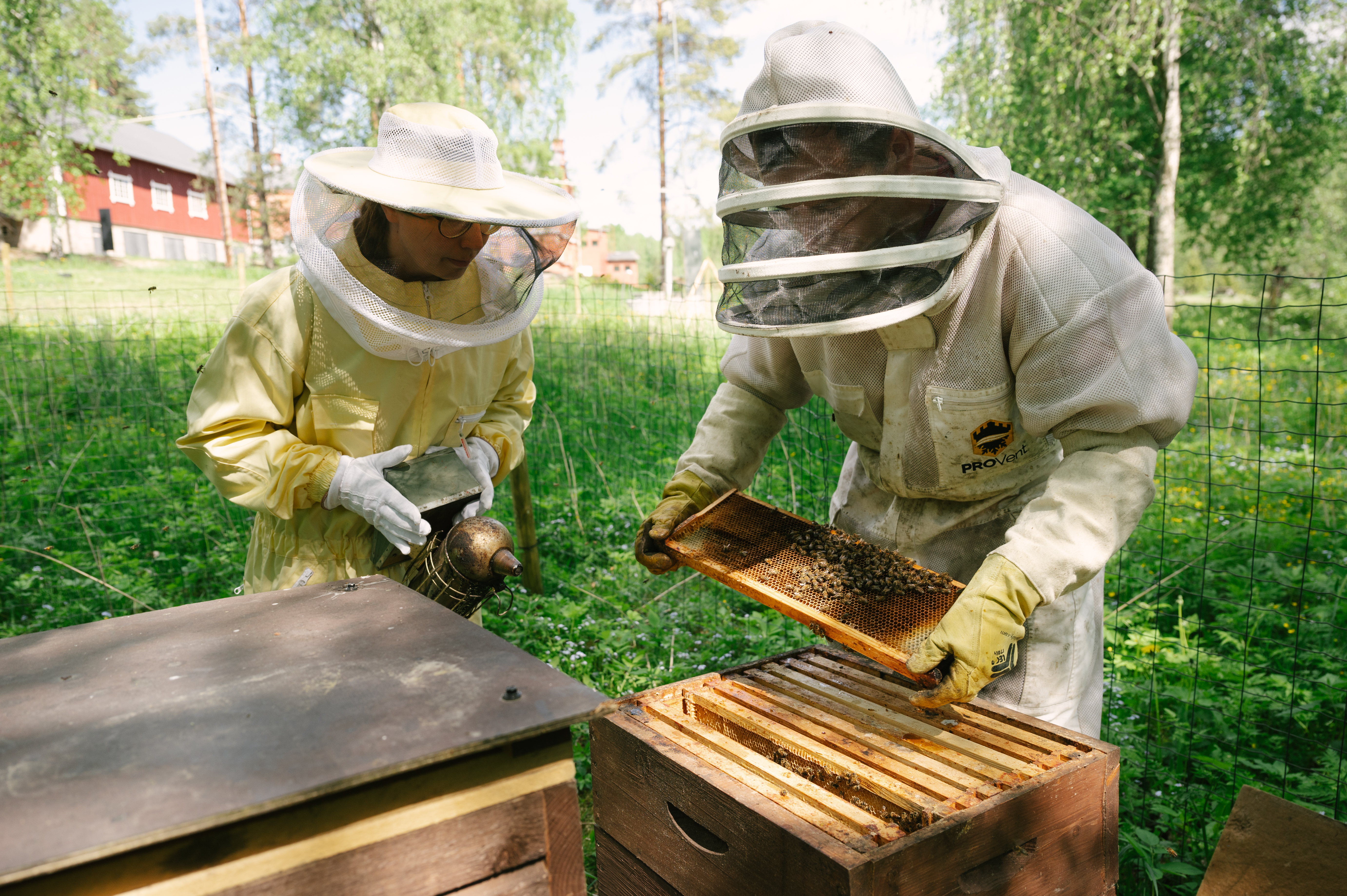 Kuvassa vasemmalla puutarhuri Elisa Lönnroth hoitamassa Verlan pölyttäjiä mehiläistarhaajan Jurie Schoemanin kanssa. Kuva UPM/ Joonas Linkola
